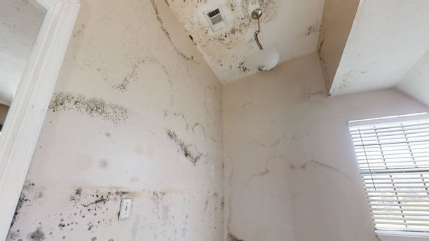Mold Odor Removal Services in Oakdale, CA