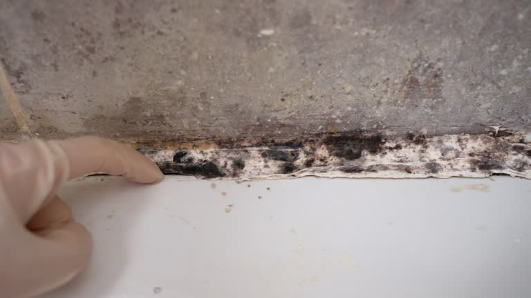 Best Water Damage & Mold Remediation  in Oakdale, CA